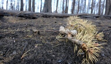 Northern emergency co-ordinator says Sask.'s new wildfire grant program is 'a drop in the bucket'