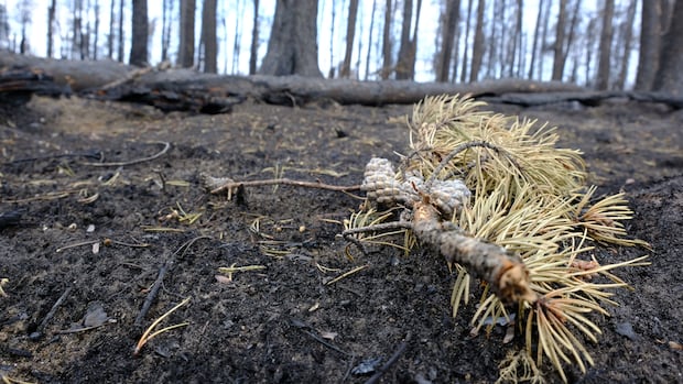 Northern emergency co-ordinator says Sask.'s new wildfire grant program is 'a drop in the bucket'