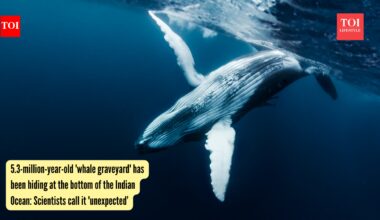 5.3-million-year-old 'whale graveyard' has been hiding at the bottom of the Indian Ocean: Scientists call it 'unexpected' |