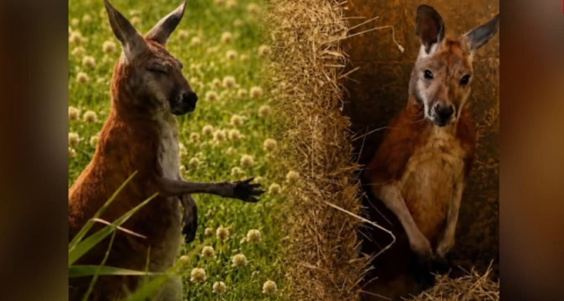 'Joey' the kangaroo captured in Montreal after being loose for days