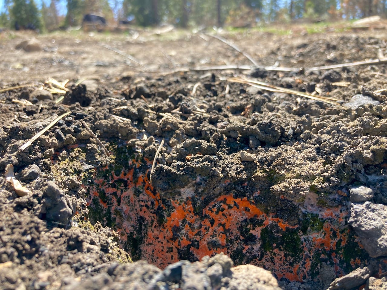 Bright orange fungi are dotting an otherwise burned-out landscape.