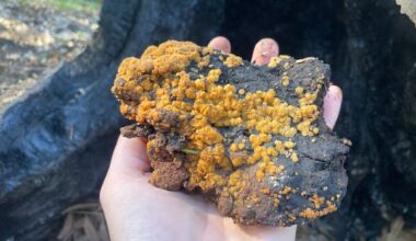 Fire-loving fungi are nature's first responders after wildfire, readying the soil for rebirth