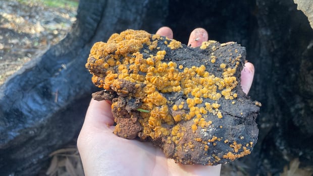 Fire-loving fungi are nature's first responders after wildfire, readying the soil for rebirth