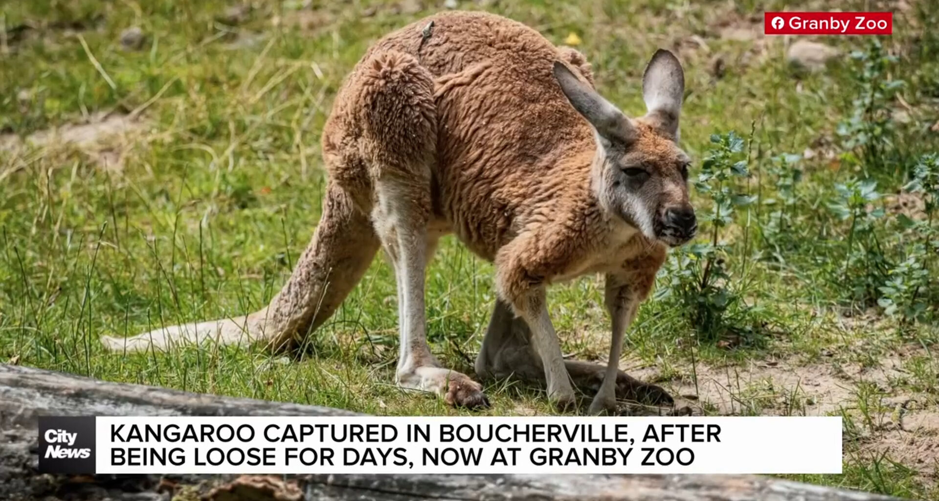 Loose kangaroo on Montreal’s South Shore captured
