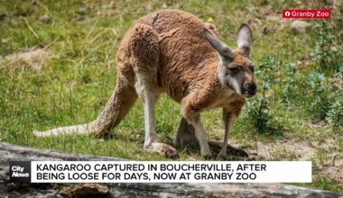 Loose kangaroo on Montreal’s South Shore captured