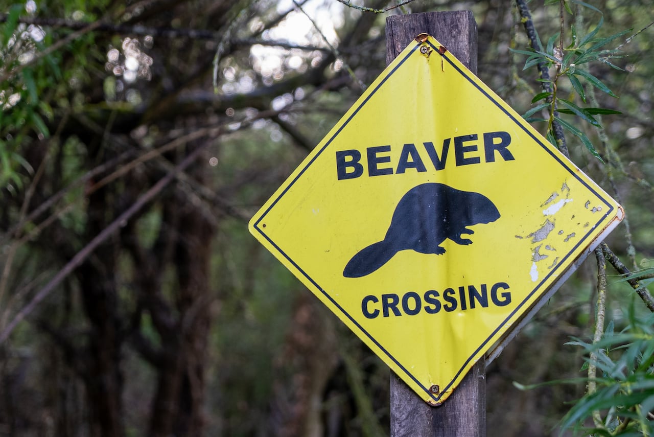 Signage in the Ealing Beaver Project, located in west London, warns visitors to watch for beavers which may be crossing in the area.