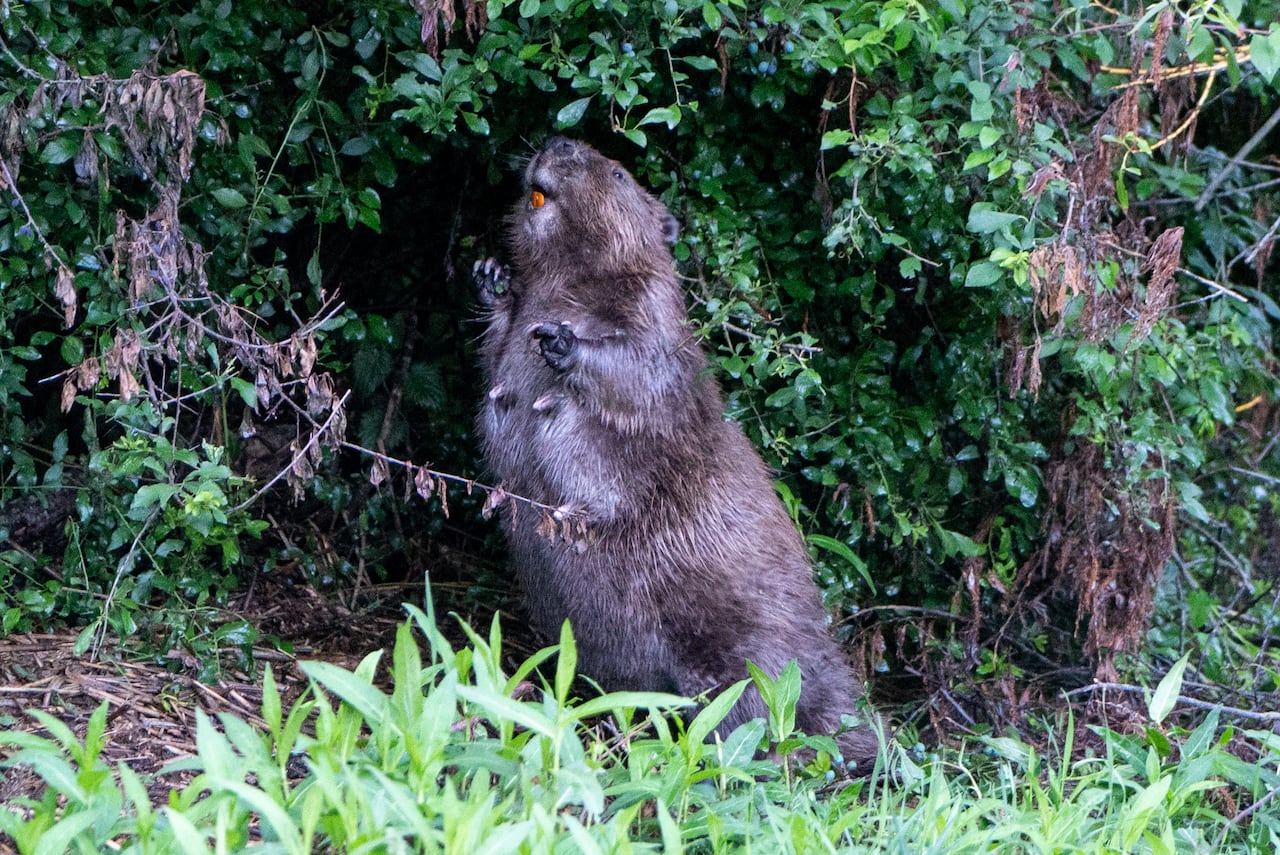Willow, stands on her legs and flashes her orange teeth at a woodland site in west London.