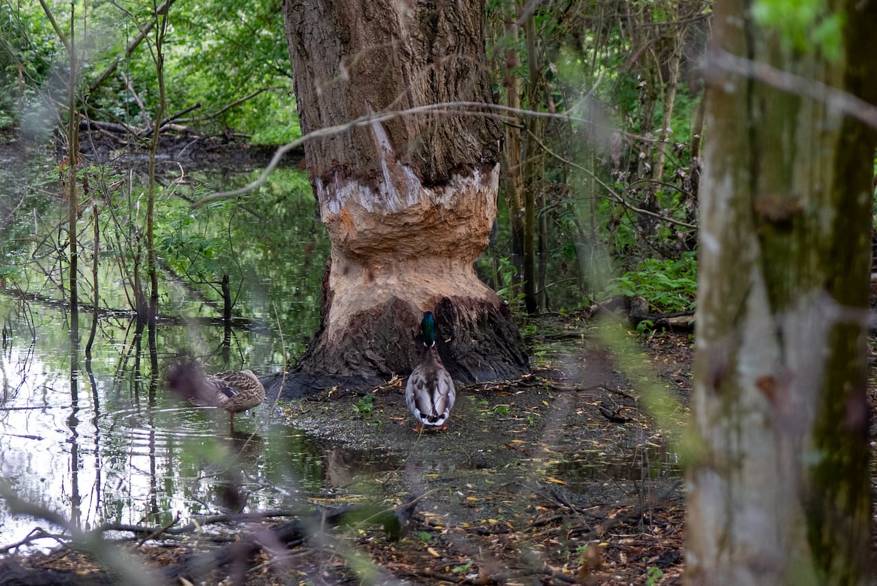 There are telltale signs that the Ealing Beaver Project has become a habitat for the colony all over the park.