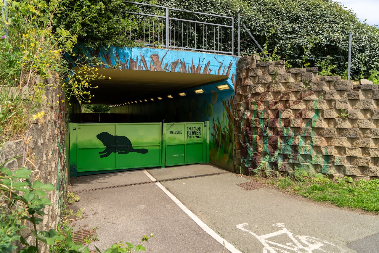 Members of the public can access the Ealing Beaver Project at any time of the day or night.