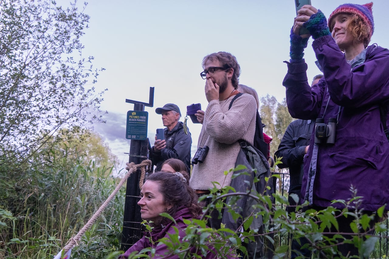 A group of people stand looking towards a stand of trees, where Willow the beaver is gnawing on branches.