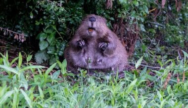 Leave it to the beavers: How the industrious mammals are helping to stop a London tube station from flooding