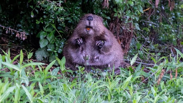 Leave it to the beavers: How the industrious mammals are helping to stop a London tube station from flooding