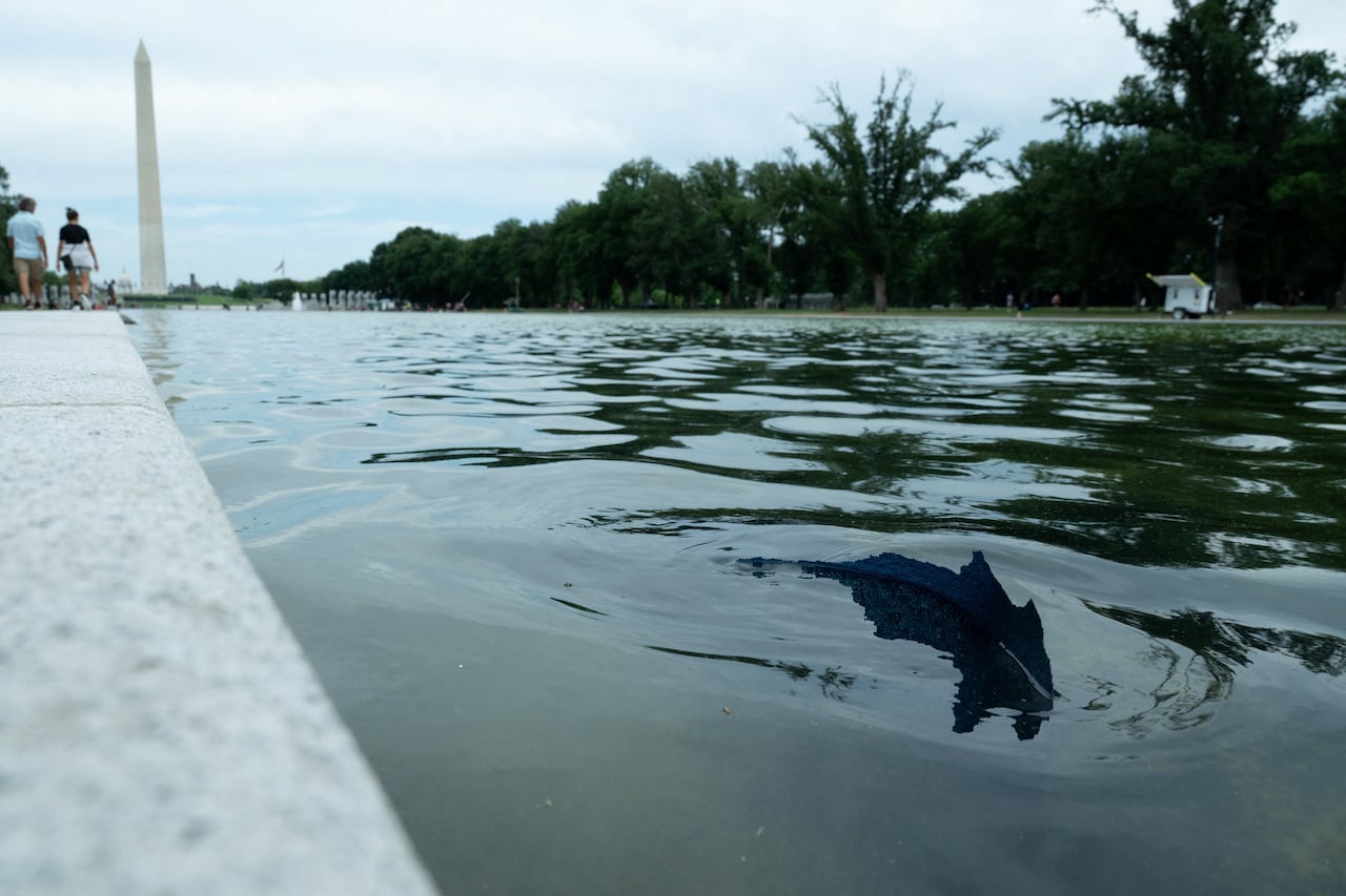 A section of paint floating on the water in the Lincoln Memorial Reflecting Pool, after it peeled away.