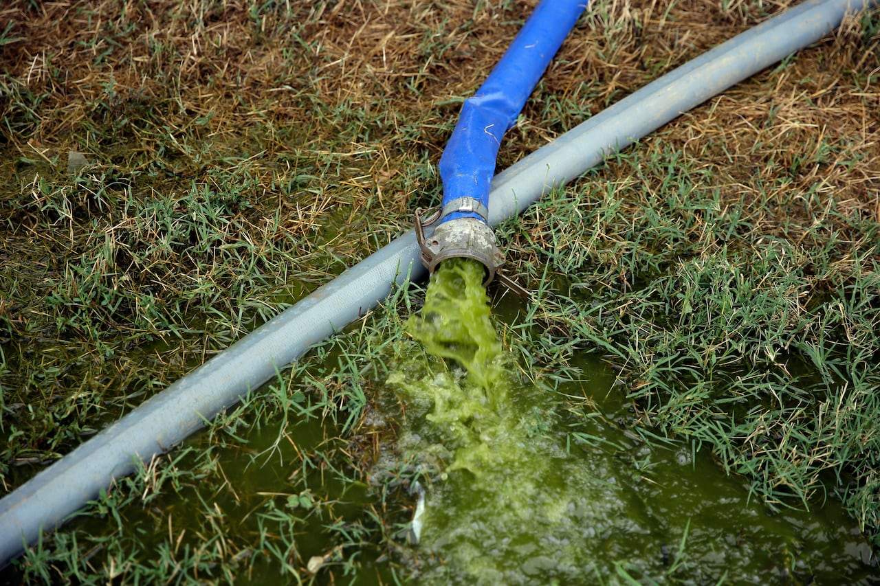 A hose, sitting on grass, with green-colored water coming out of it.