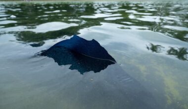 Paint already peeling after Trump-ordered spruce-up of Lincoln Memorial Reflecting Pool