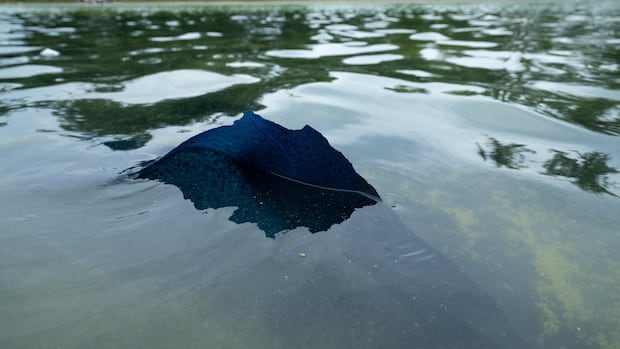 Paint already peeling after Trump-ordered spruce-up of Lincoln Memorial Reflecting Pool