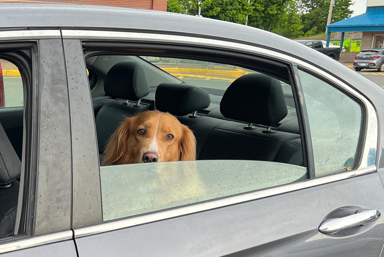A dog sitting in a car.