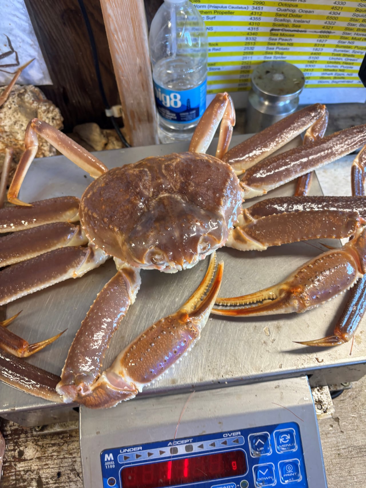 Photo of a crab on a scale