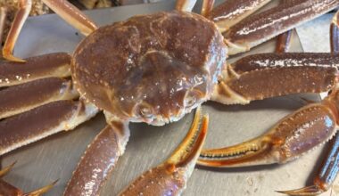 Ottawa weighing partial closure of N.S. snow crab fishery due to 'critical' stock levels