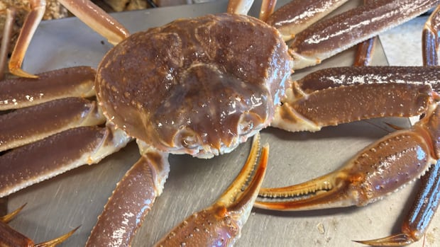 Ottawa weighing partial closure of N.S. snow crab fishery due to 'critical' stock levels
