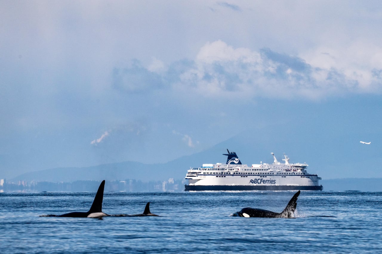 Three killer whales are seen at the surface of the water, with a BC Ferries vessel, mountains in the background.