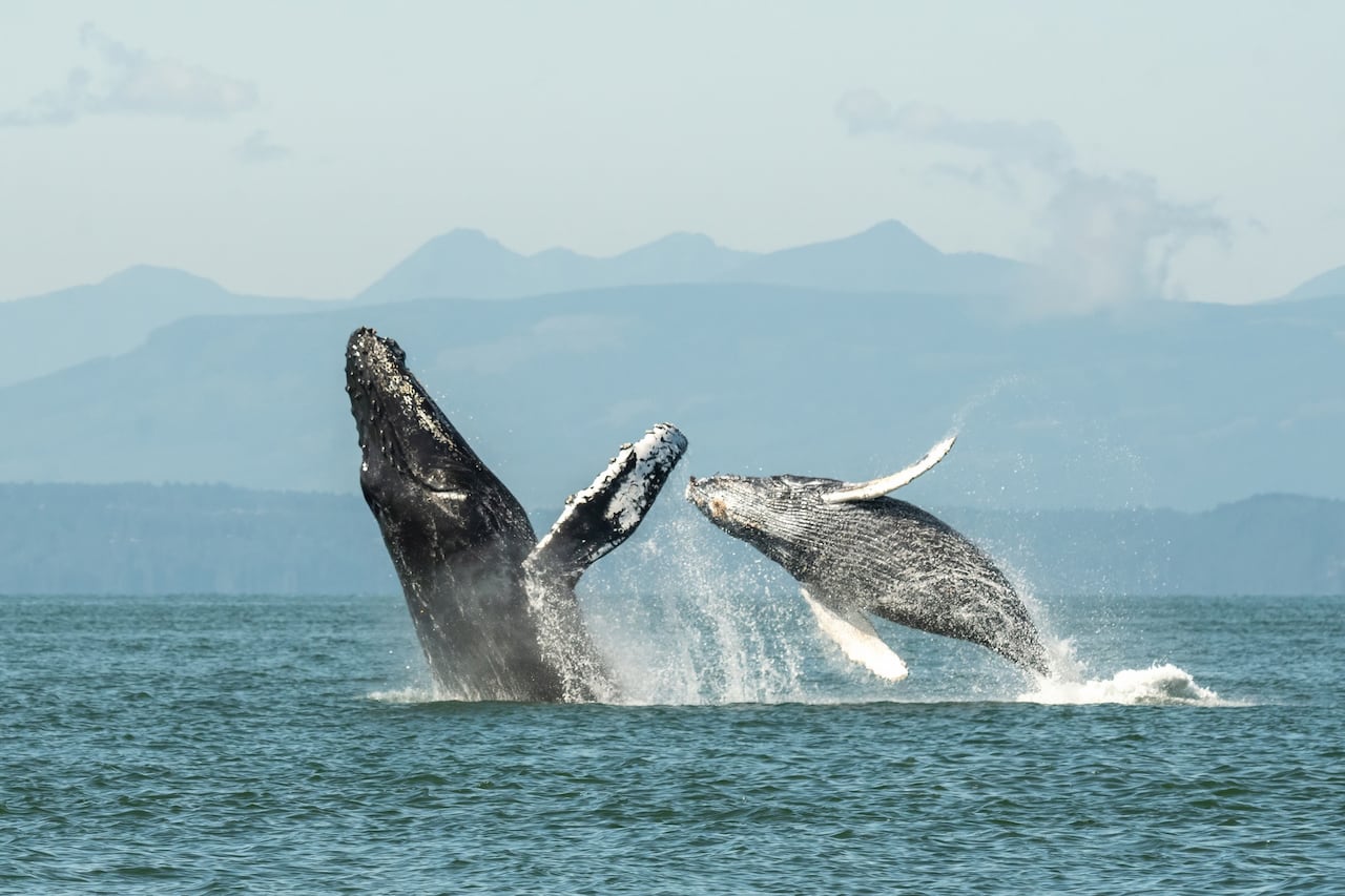 A humback whale and its calf make a dive.