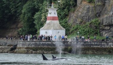 'This is our Serengeti': New study says more whales showing up in Vancouver waters