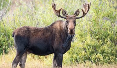 Video captures moment a moose runs straight into a vehicle while chasing dogs through the wilderness