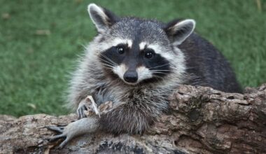 Health officals urge caution as cases of raccoon rabies surge in southern Quebec
