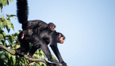 "Its penis splits into two, and then each of those splits again, like a branching tree." 14 weirdest, most baffling genitals nature ever invented