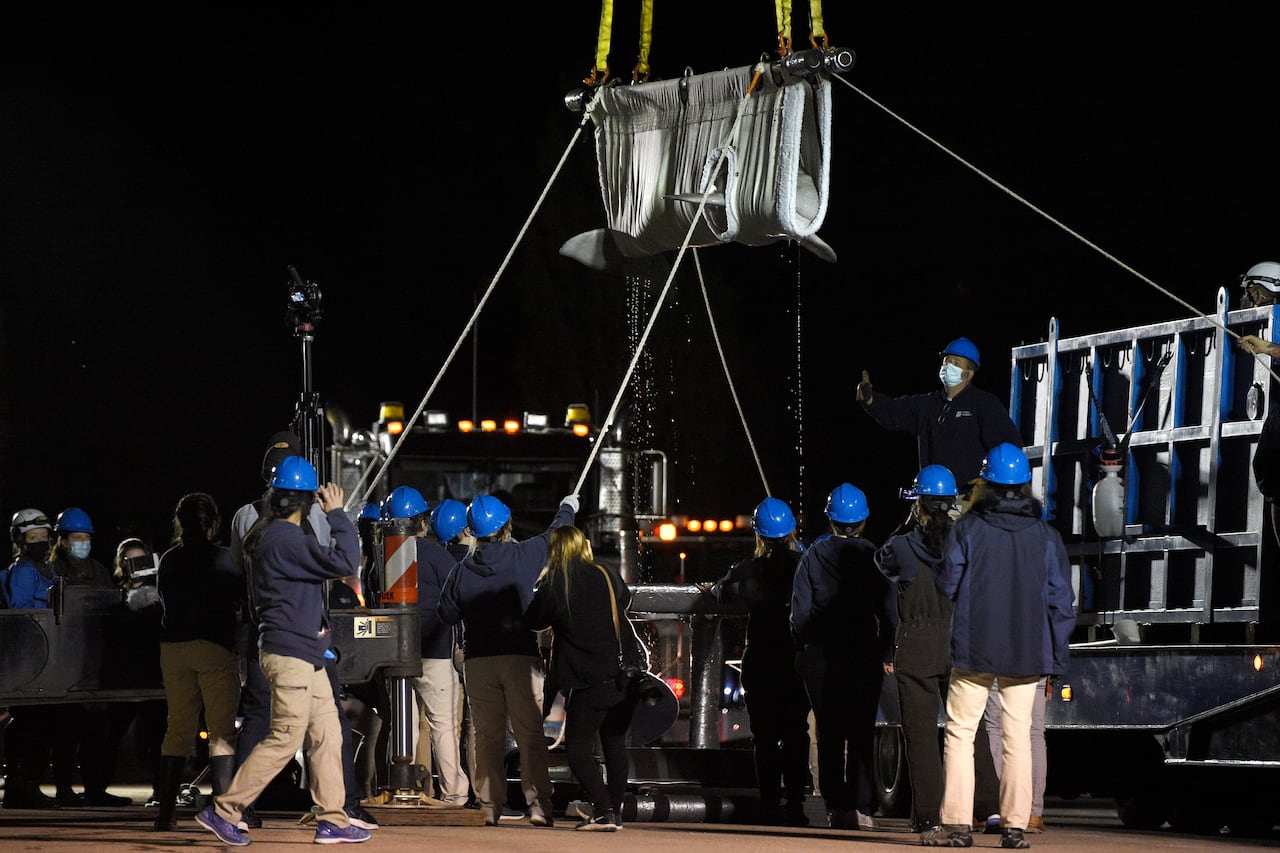 A crowd of people stands beneath a sling lifted up into the air, containing a beluga whale.