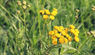'Wildwashing' in the garden: Why wildflower mixes may do more harm than good
