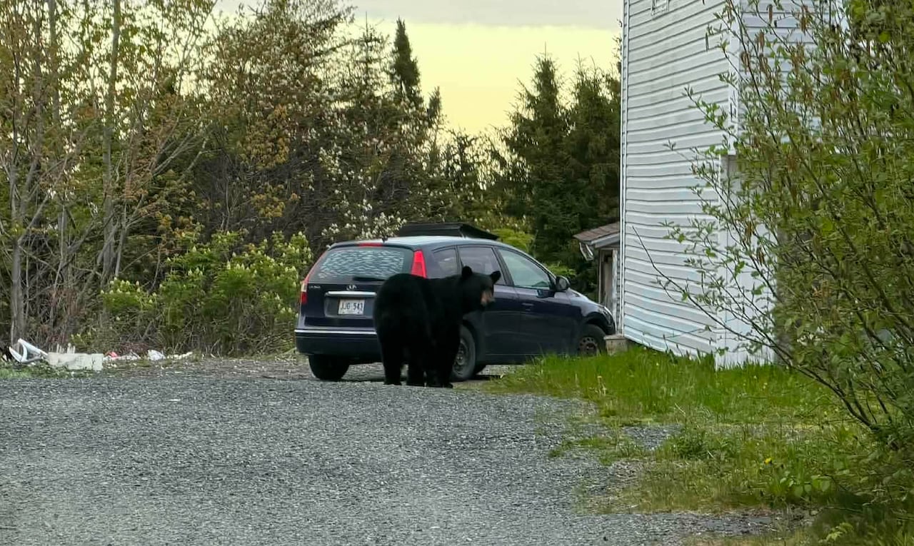 A bear standing in a gravel driveway.