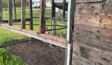 Hungry bear has ‘heyday’ eating chickens, says Eastport woman