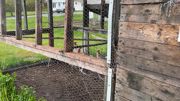 Hungry bear has ‘heyday’ eating chickens, says Eastport woman