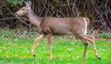 Fourth conviction for Ont. woman whose dogs killed deer