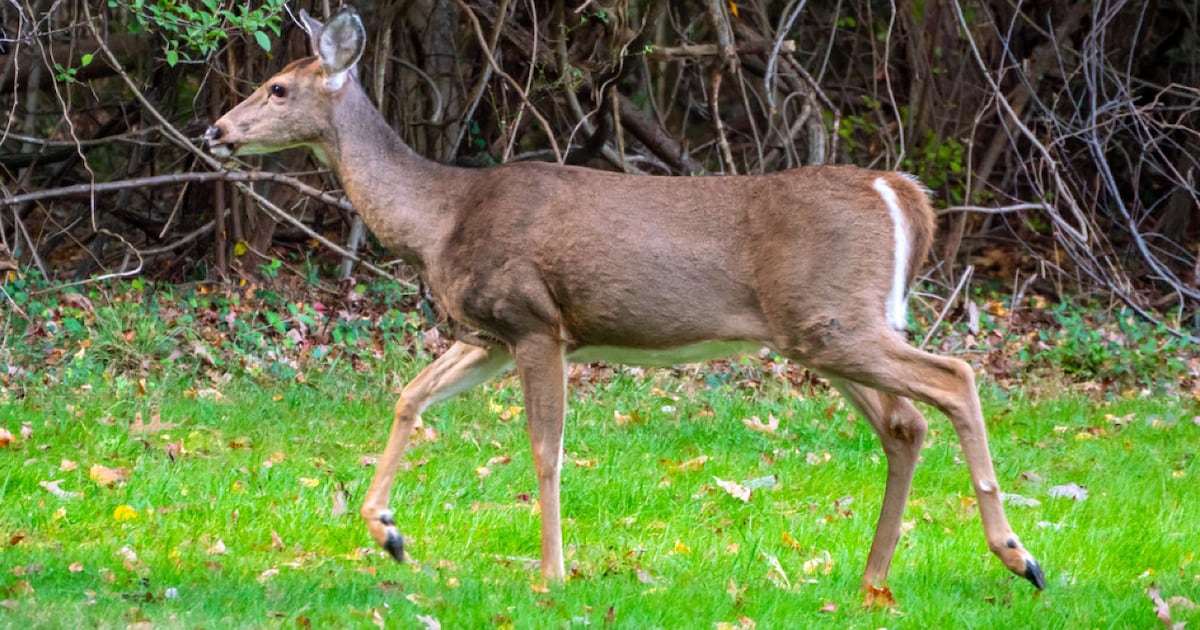 Fourth conviction for Ont. woman whose dogs killed deer