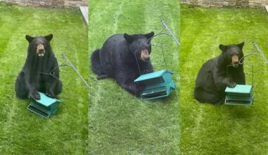 Black bears spotted in Saint John, Fredericton likely ‘just moving through’