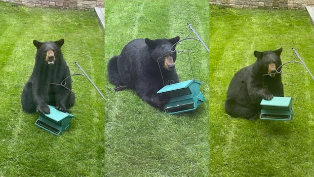 Black bears spotted in Saint John, Fredericton likely ‘just moving through’