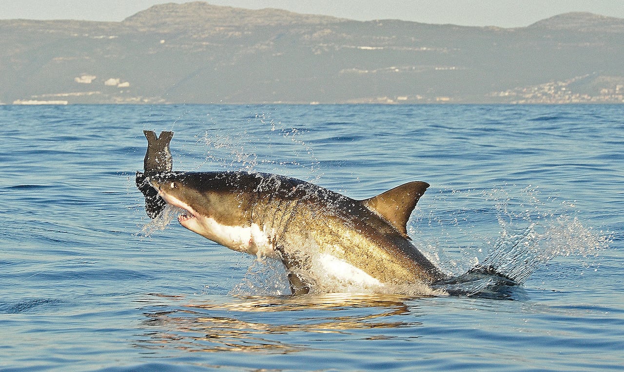 a great white shark jumps out of the water to bite a fake seal decoy.