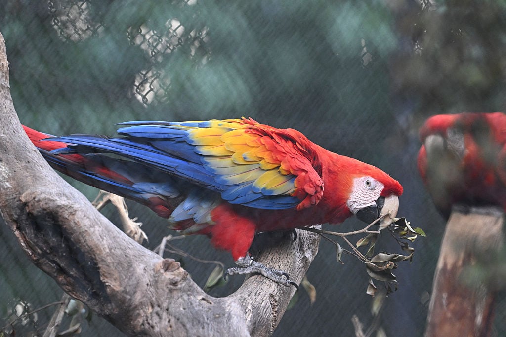 a multicoloured macaw climbs a branch