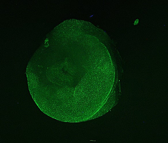 Up close image of a green tube foot of a sea cucumber