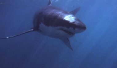 June 20: Great white sharks in hot water, and more…