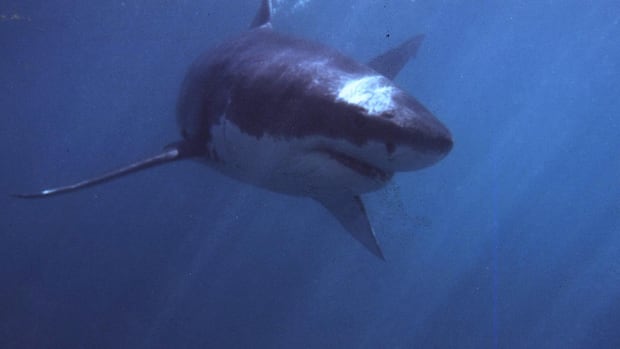 June 20: Great white sharks in hot water, and more…