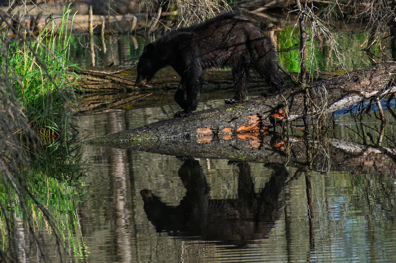 A black bear.