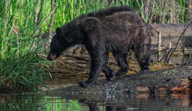 Multiple bear sightings reported in Calgary, biologist says they're not uncommon in the city