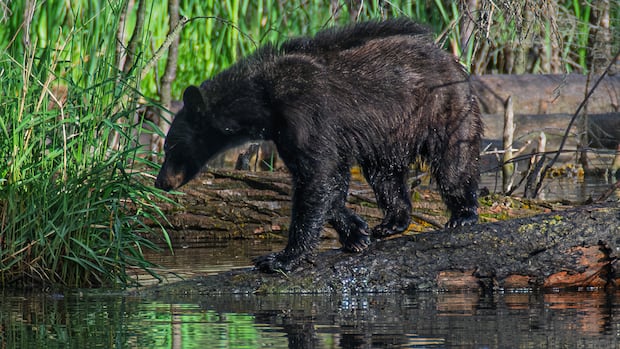 Multiple bear sightings reported in Calgary, biologist says they're not uncommon in the city