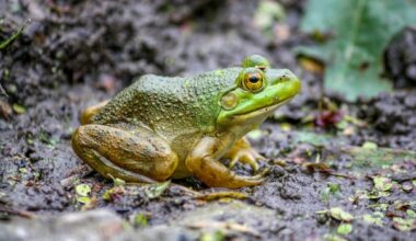 No plan in place to control invasive American bullfrogs in Stanley Park