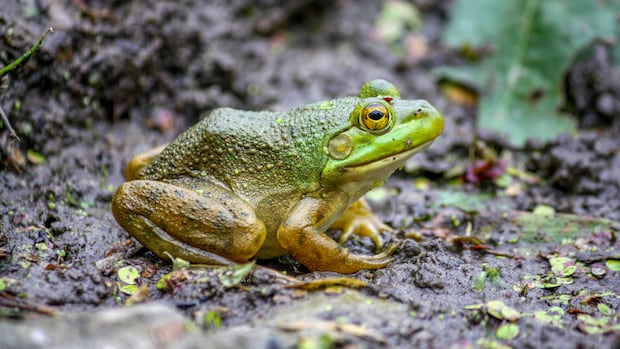 No plan in place to control invasive American bullfrogs in Stanley Park