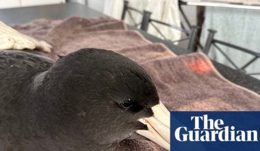 Brown skuas and giant petrels rarely make landfall. When they were found in WA, scientists feared ‘bad news’ for wildlife | Wildlife